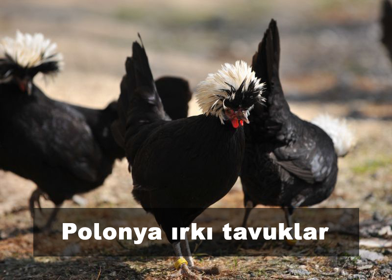 Polonya horoz ve tavukları ( Fizan tavuğu)