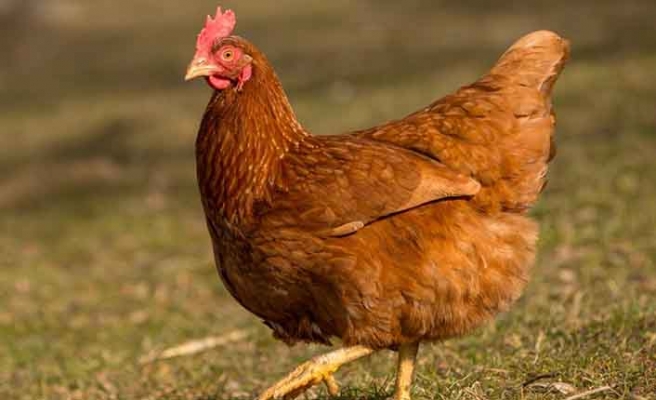 Gezen tavuk yetiştiriciliği nasıl olur ?